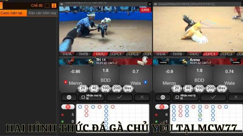 Đôi nét về hai hình thức đá gà thomo hôm nay chủ yếu tại MCW77