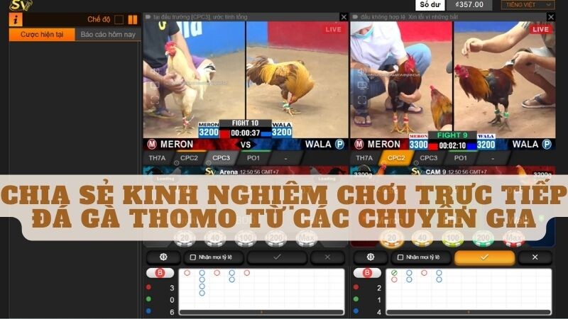 Chia Sẻ Kinh Nghiệm Chơi Trực Tiếp Đá Gà Thomo Từ Các Chuyên Gia